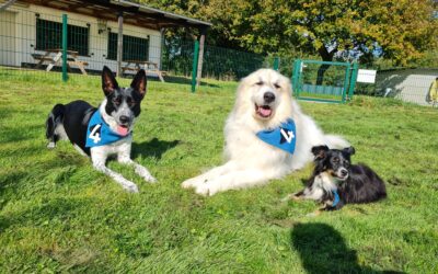 Neueröffnung Bootcamp4Dogs – So war das erste Wochenende